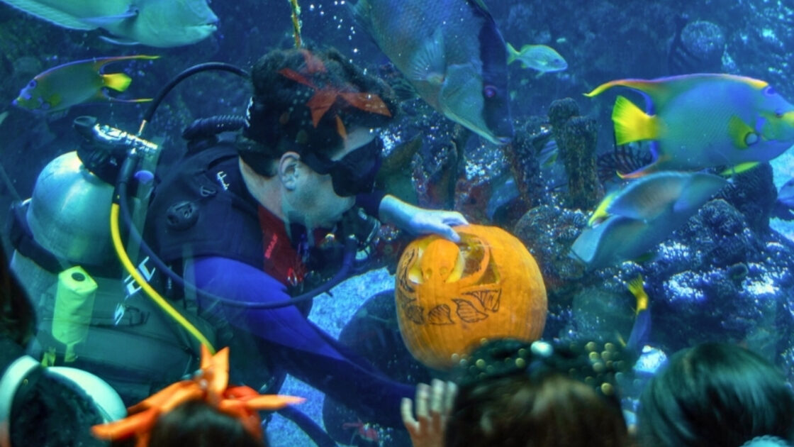 A diver carves a pumpkin underwater in the Frost Science aquarium